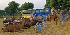 2014 NI Camel Ride