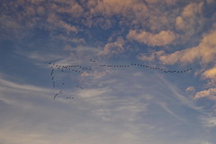 2018-10-26 Landskrona flyttfåglar