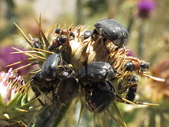 Scarabs, Chafers & Stag Beetles- Scarabaeoidea