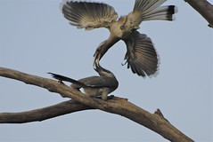 Aerial Romance of the Hornbills