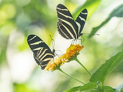 Garden of Butterflies