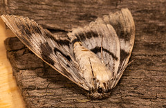 Clifden Nonpareil moth