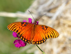 Butterflys & Moths