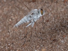 Flies in Flight: all but Hoverflies - Diptera NON-Syrphidae -   Fliegende Fliegen: Alle ausser Schwebfliegen