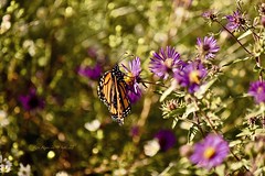 Beautiful Butterflys 