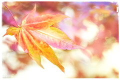 Autumn Colours At Batsford Arboretum