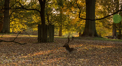 Autumn in Dunham Park