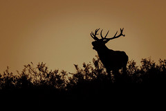 Red Deer at daybreak