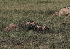 RMANWR Black-footed Ferret 9/22/18
