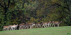 Wildtiere in der Agrozuchtfarm Breitenau/Sachsen