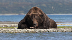 Bears of Katmai