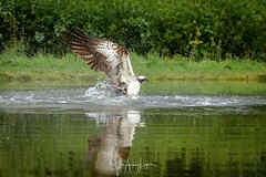 Aguila pescadora.