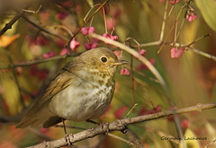Grive à dos olive / Swainson's Thrush