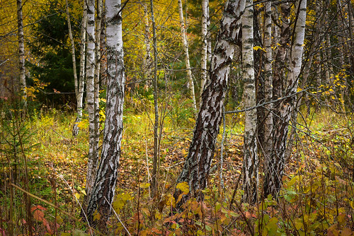 Березовый лес в октябре Автор: Вячеслав Степанов