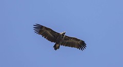 Mallorca Birding