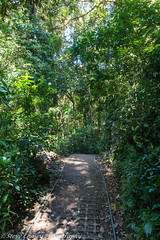 Monteverde - Cloud Forest