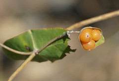 Evergreen Honeysuckle (Lonicera implexa) fruits ...
