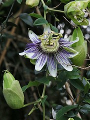 PASSIFLORACEAE - Passiflora caerulea