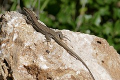 Catalonian Wall Lizard (Podarcis liolepis) male ...