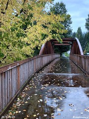Rain, Leaves, Bridge