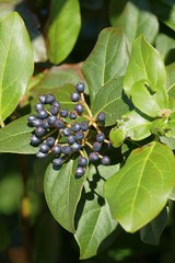 Laurustinus (Viburnum tinus) fruits