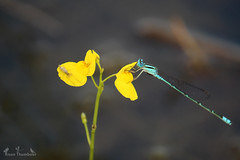 Dragonflies & Damselflies of Thommana - Muriyad Kole lands