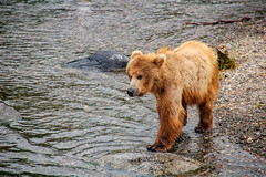 2015-07: USA - Alaska - Katmai National Park - Brooks Falls