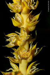 Oncosperma tigillarium (Areacaceae)