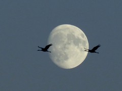 Herons/Egrets/Cranes