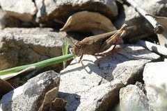 Broad Green-winged Grasshopper (Aiolopus strepens) eating grass ...
