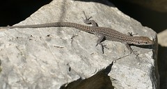 Catalonian Wall Lizard (Podarcis liolepis) female ...