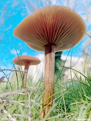 Fungi in turf
