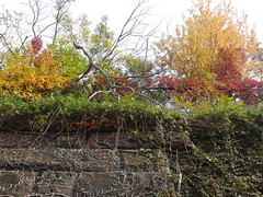 Colors of Autumn, Harsimus Stem Embankment, Jersey City, New Jersey
