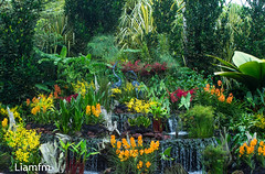 Singapore Flowers and Gardens