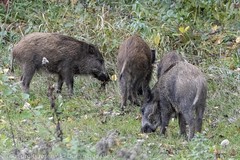 Sanglier - Wild boar