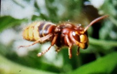 Vespa crabro, European hornet