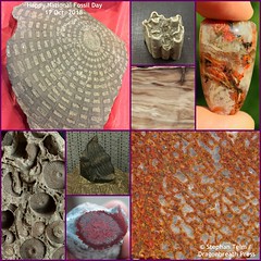 Fossils/Petrified