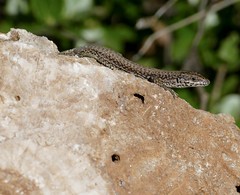 Catalonian Wall Lizard (Podarcis liolepis) male ...
