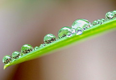 Divine Droplets