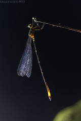Odonata (Ecuador)
