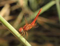 Dragonflies Oman