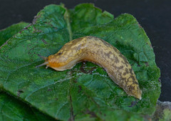 Slugs ,Snails,Centipedes and Millipedes