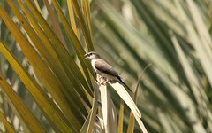 Birds Oman