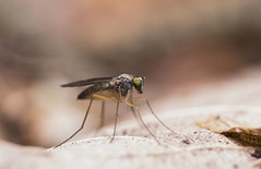 "Flies" (Diptera: Brachycera & "Nematocera")