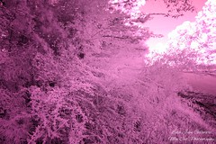 Infrared Photographs