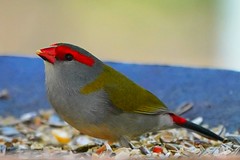 澳洲紅眉雀