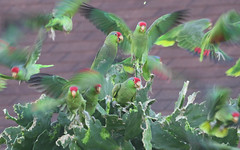 Red-crowned Parrot, Oct. 2018