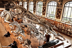 Museum National d'Histoire Naturelle - Galerie de paléontologie et d'anatomie - Paris