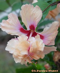 Flowers - Flores de Cuba