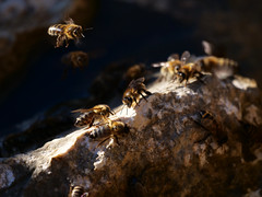 Bienen . Apiformes